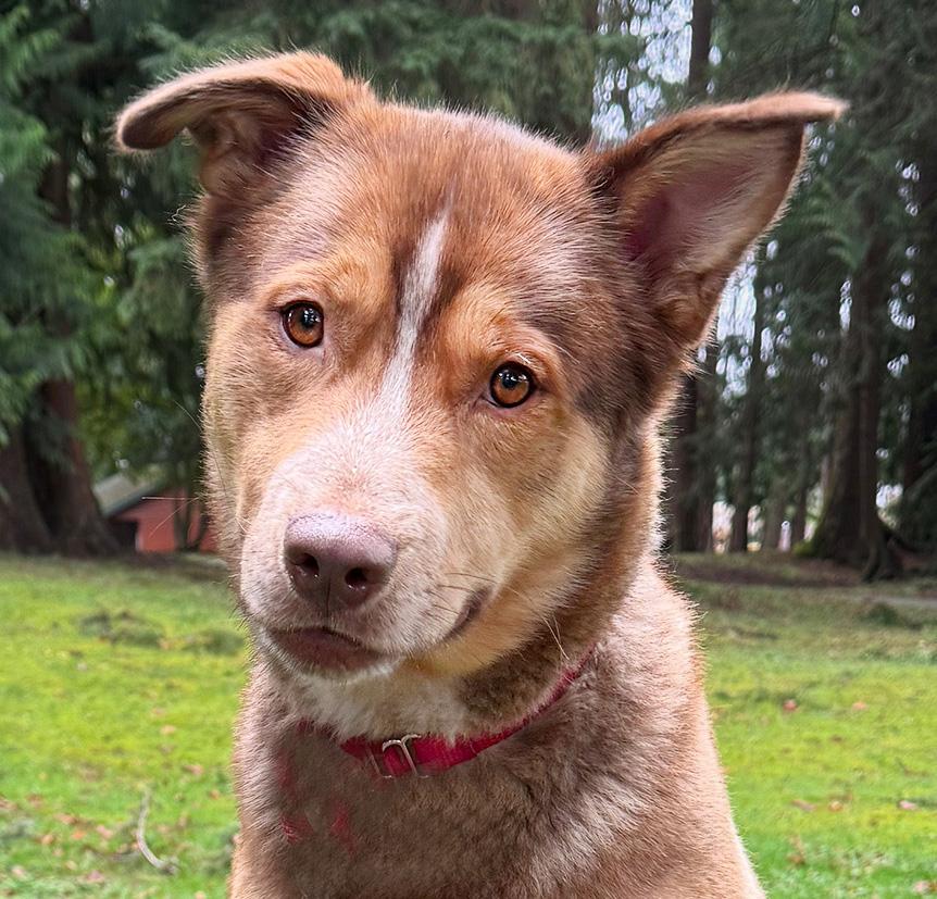Fizzlepop, adoptable, Young Male German Shepherd Dog & Australian Shepherd.