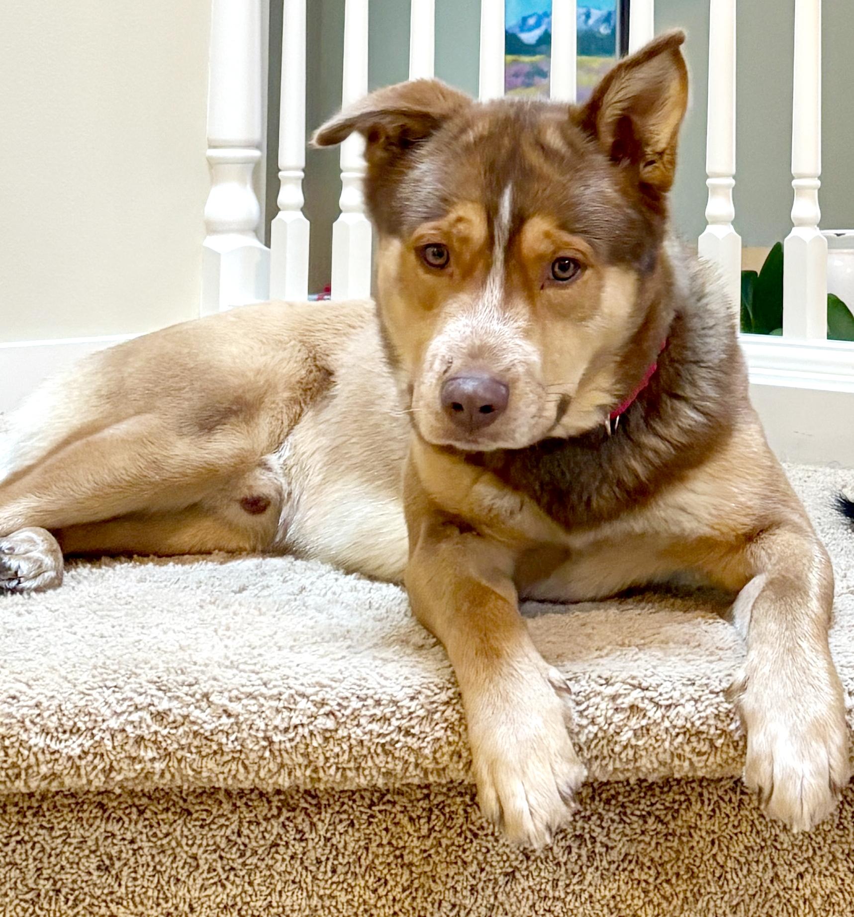 Enlarge Fizzlepop, an adoptable mixed breed in Silvana, WA image 2/5