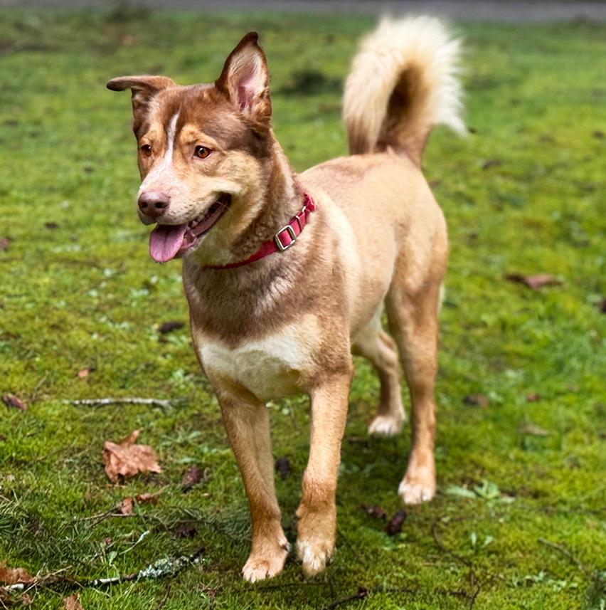 Fizzlepop, an adoptable mixed breed in Silvana, WA image 3/6