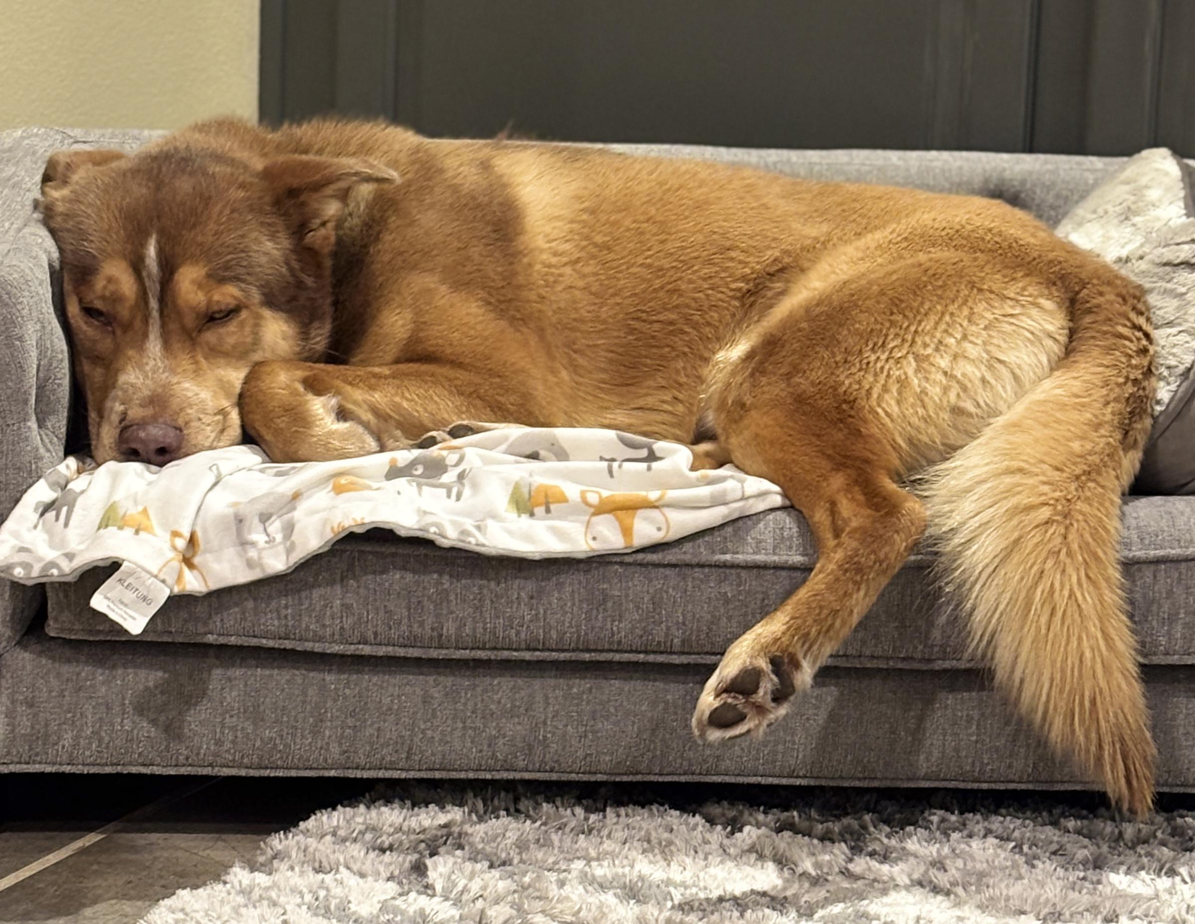 Enlarge Fizzlepop, an adoptable mixed breed in Silvana, WA image 3/5