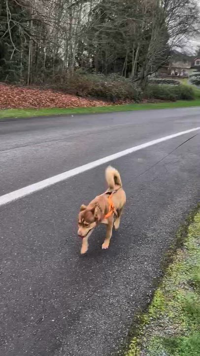 Enlarge Fizzlepop, an adoptable mixed breed in Silvana, WA video 5/5