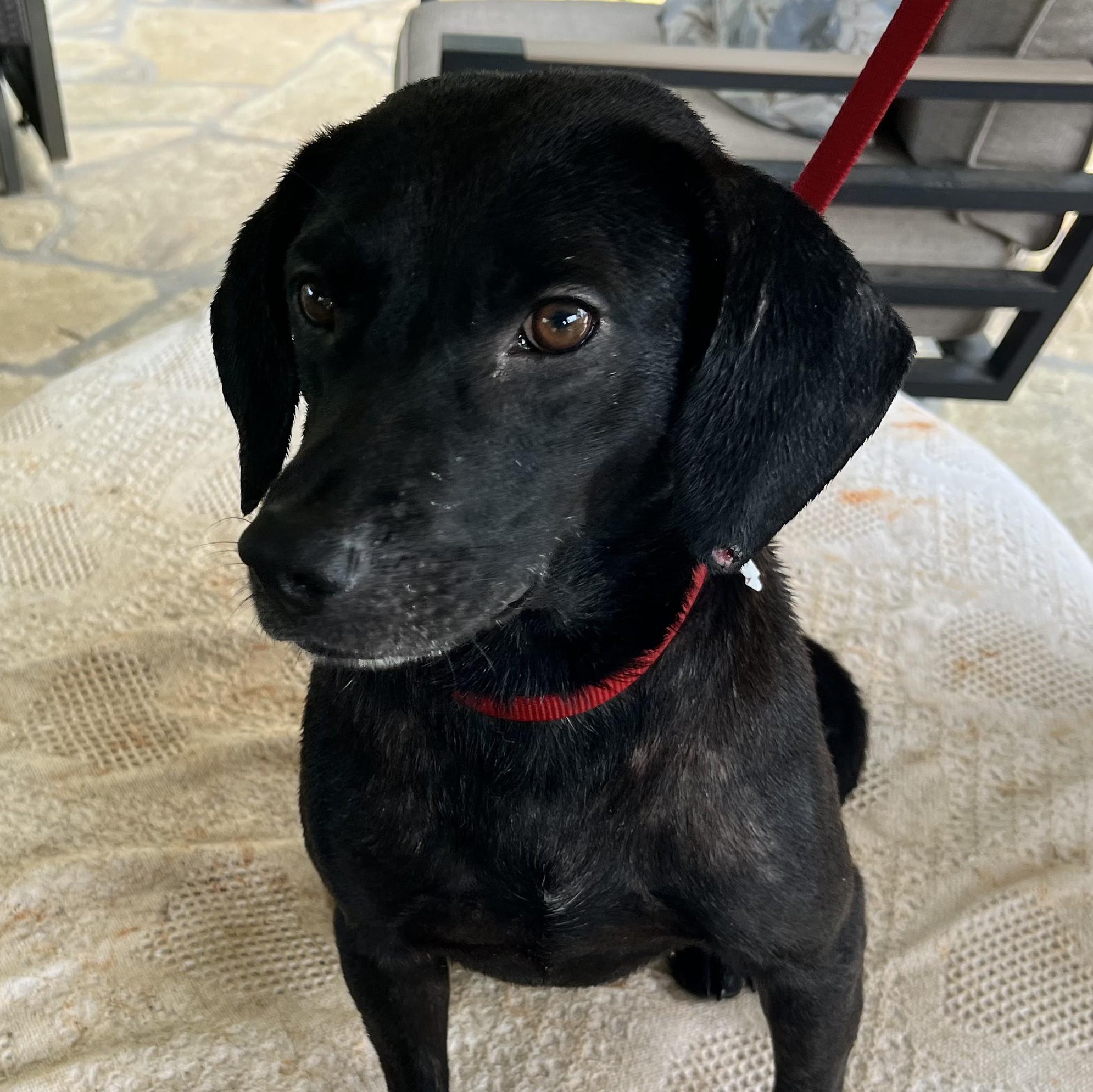 Enlarge Blackie, a Adopted mixed breed in Maynardville, TN image 2/2