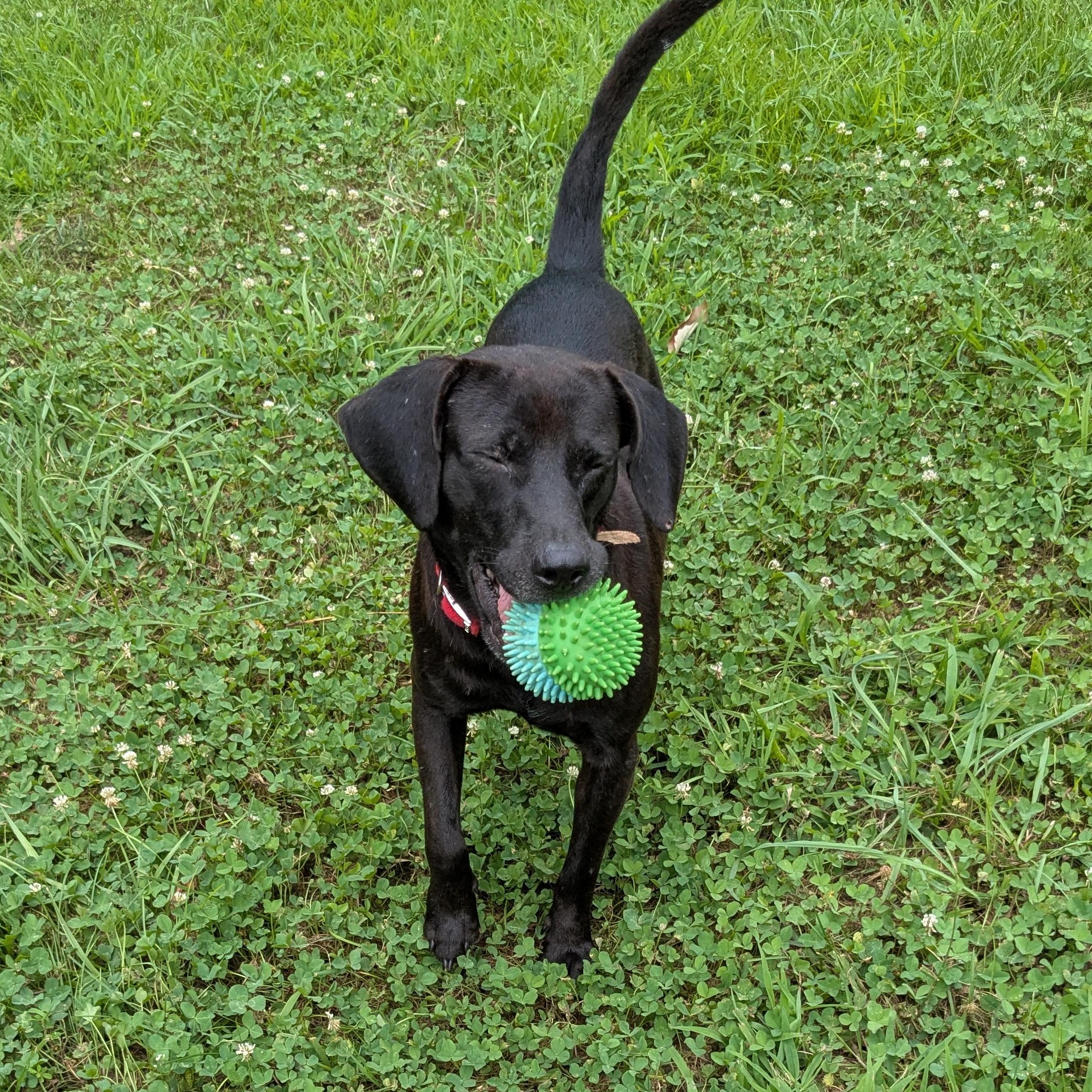 Blackie, Adopted, Adult Male Black Labrador Retriever.