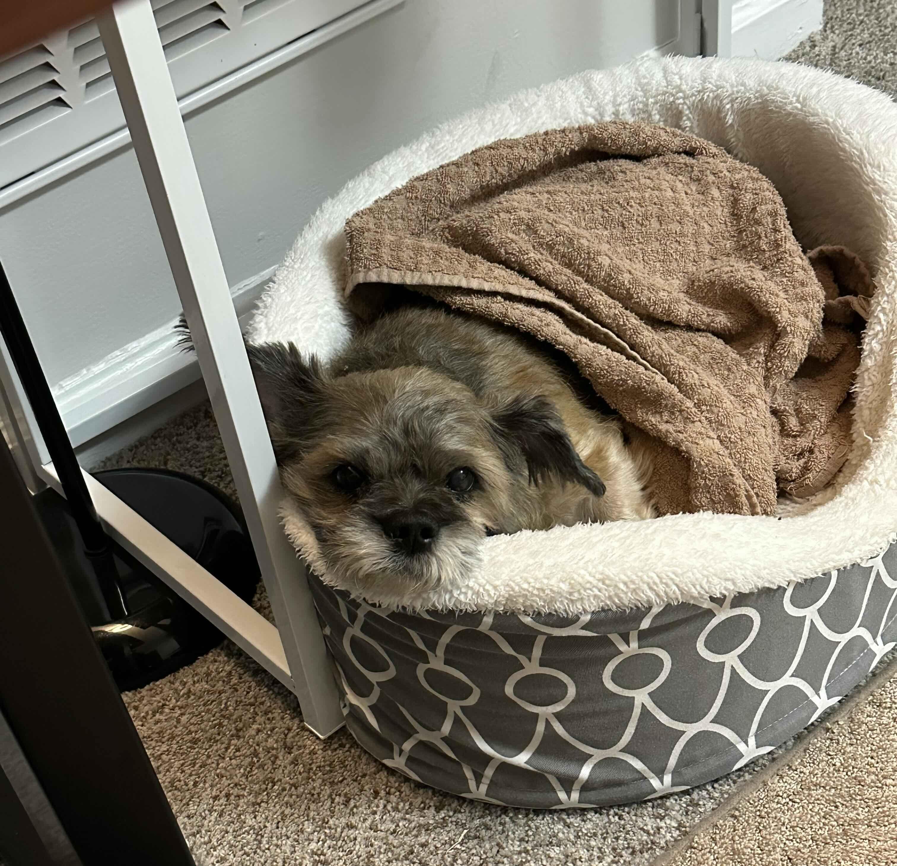 Pooh Bear, Adoptable, Senior Male Lhasa Apso.