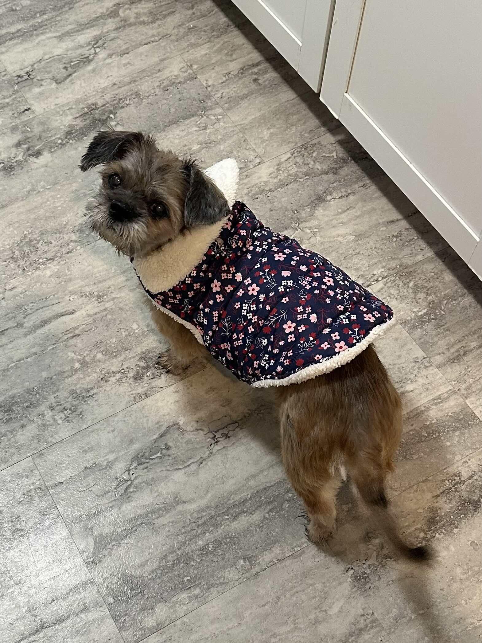 Pooh Bear, a Adoptable Lhasa Apso image 2/6