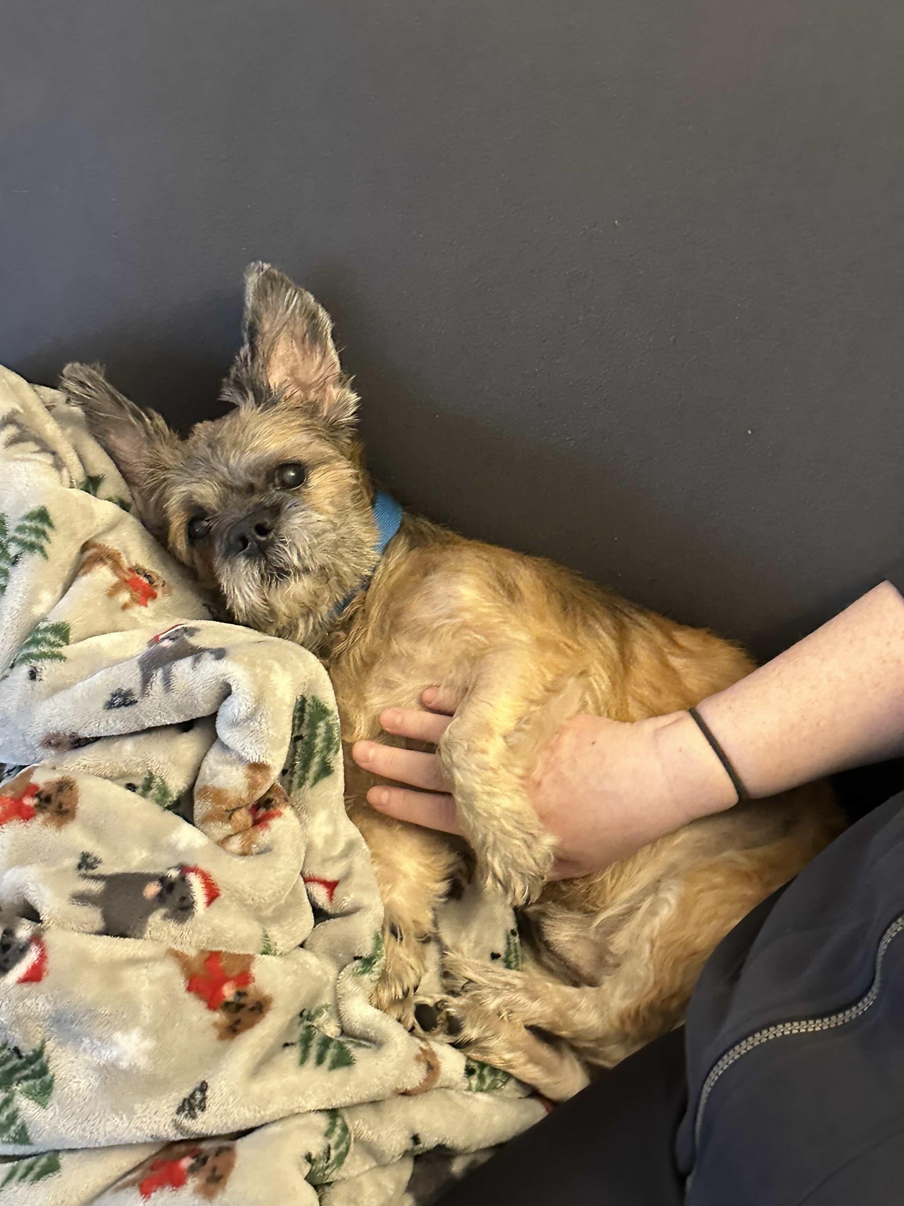 Pooh Bear, a Adoptable Lhasa Apso image 3/6