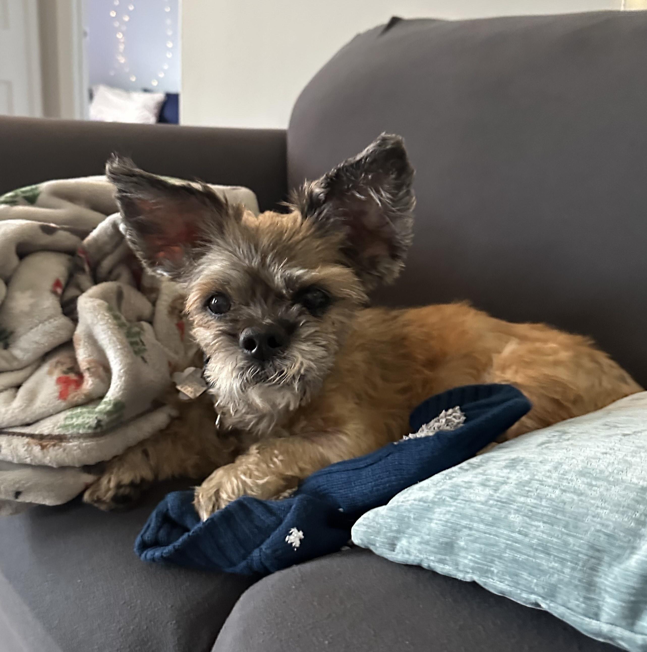 Pooh Bear, a Adoptable Lhasa Apso image 4/6