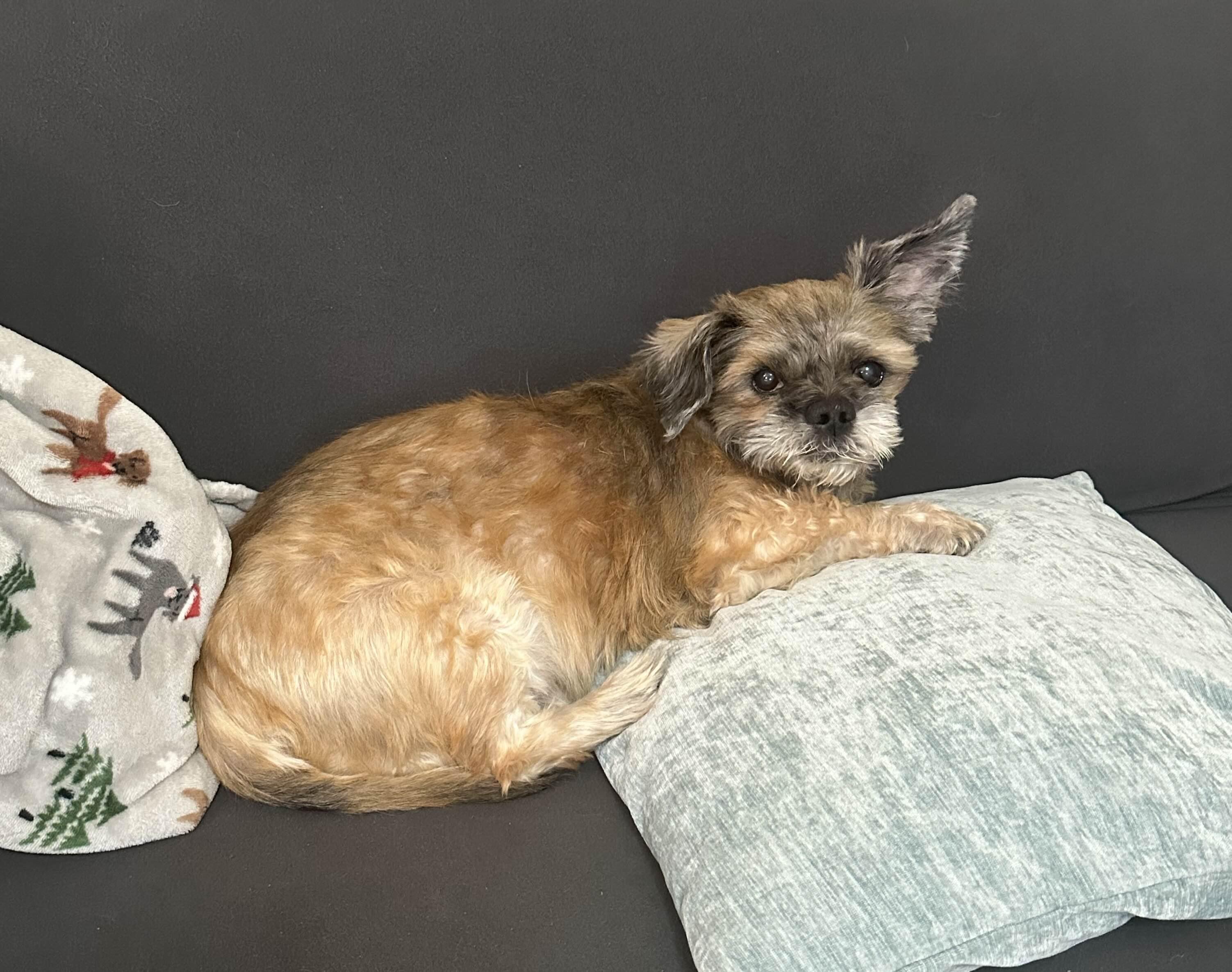 Pooh Bear, a Adoptable Lhasa Apso image 5/6