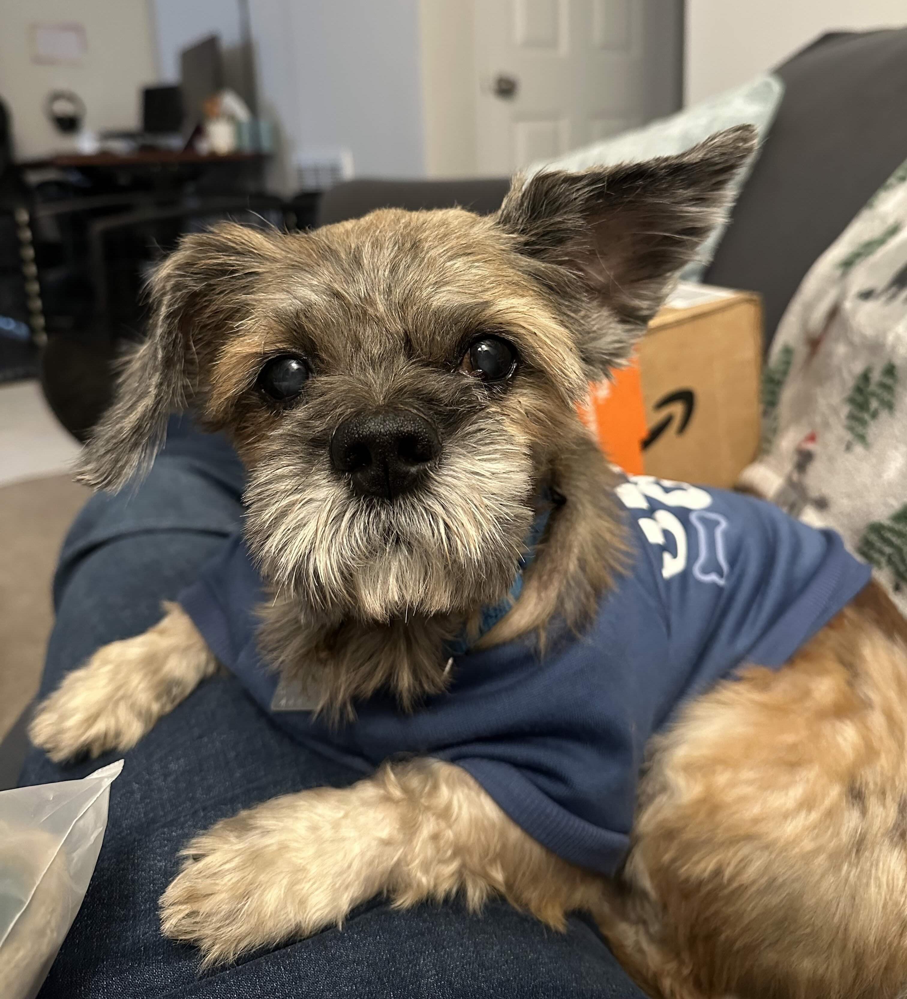 Pooh Bear, a Adoptable Lhasa Apso image 6/6