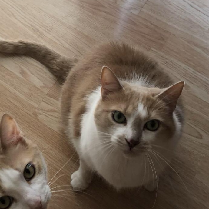 McKenzie and Chloe, Adopted, Adult Female Domestic Short Hair.