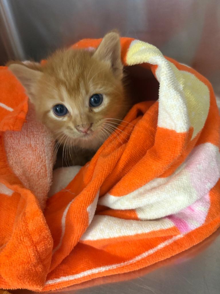 Poseidon, Adoptable, Young Male Domestic Short Hair.