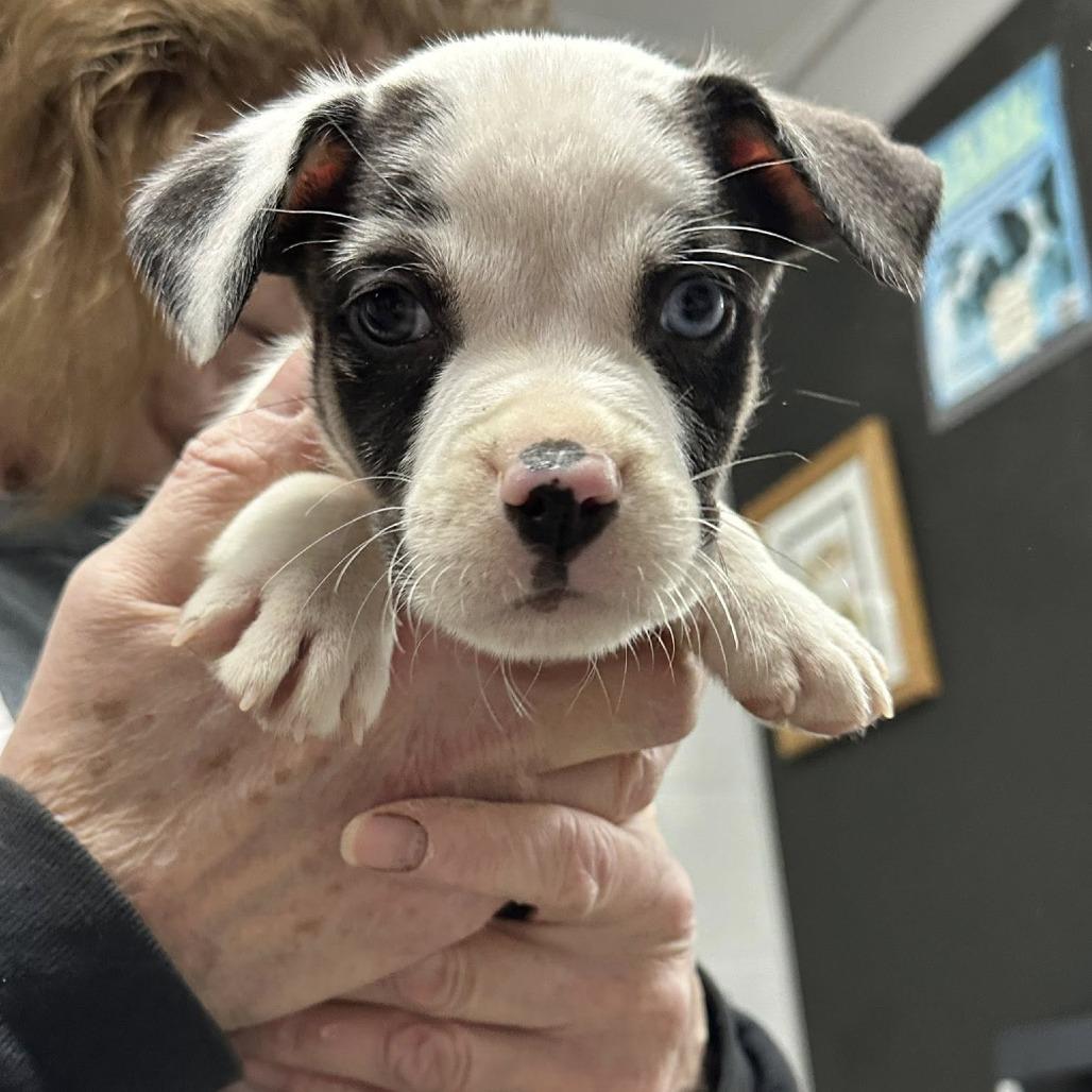 Enlarge Decaf, a Adoptable Catahoula Leopard Dog in Coos Bay, OR image 1/2