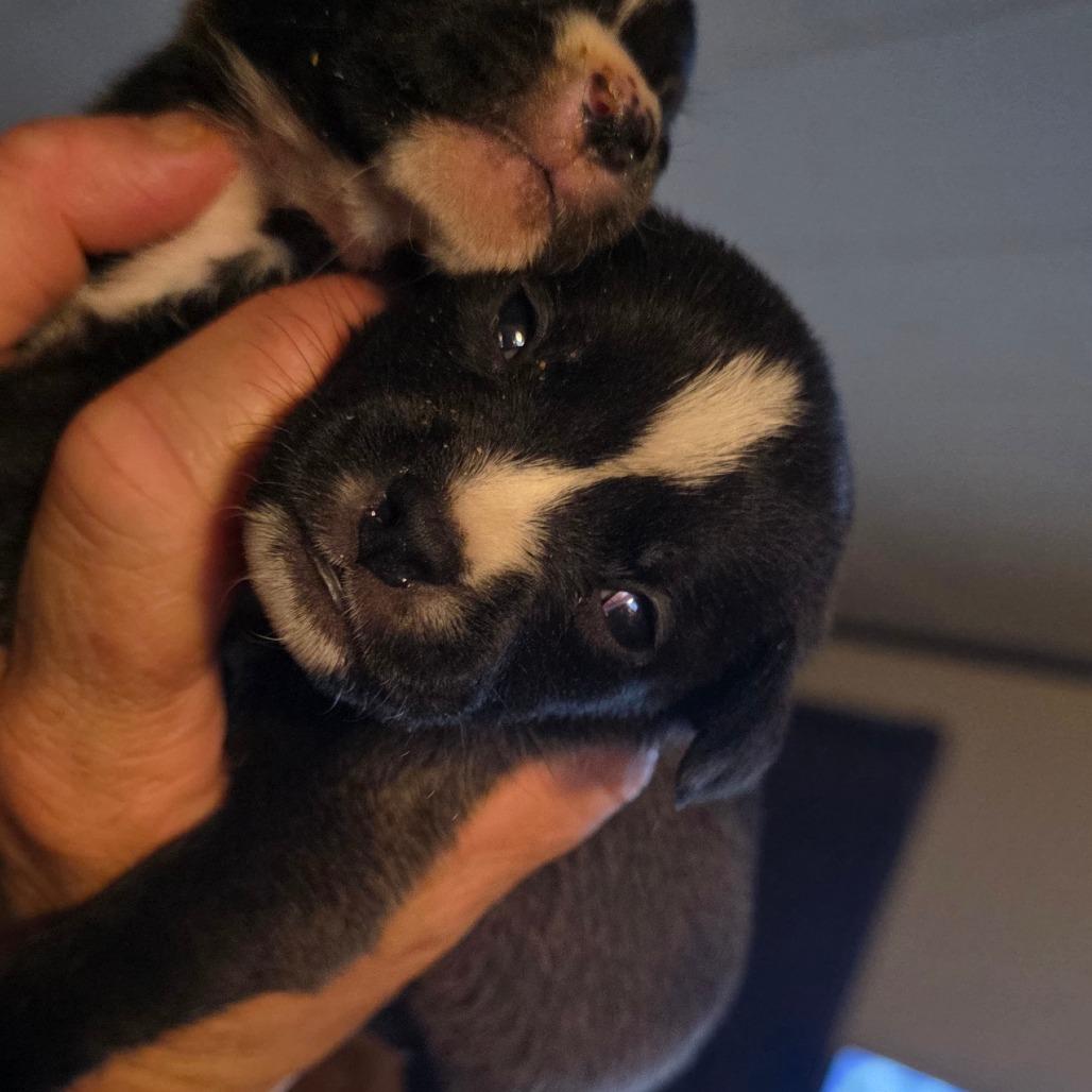 Munchkin/ girl 4, Adoptable, Puppy Female Chihuahua.