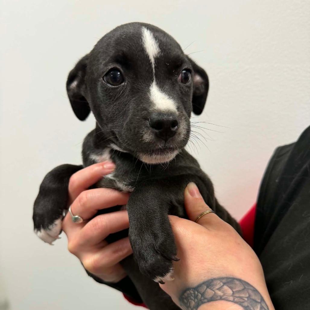 Enlarge Munchkin/ girl 4, a Adoptable Chihuahua in Goltry, OK image 2/6