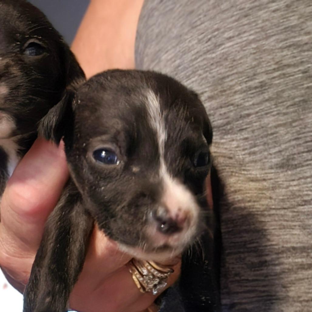 Enlarge Munchkin/ girl 4, a Adoptable Chihuahua in Goltry, OK image 3/6