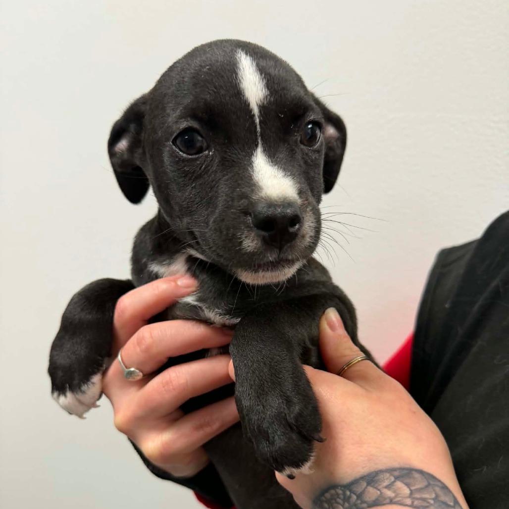 Enlarge Munchkin/ girl 4, a Adoptable Chihuahua in Goltry, OK image 4/6