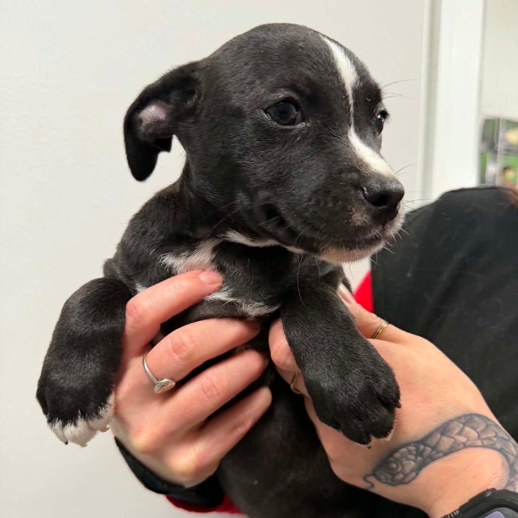 Enlarge Munchkin/ girl 4, a Adoptable Chihuahua in Goltry, OK image 6/6