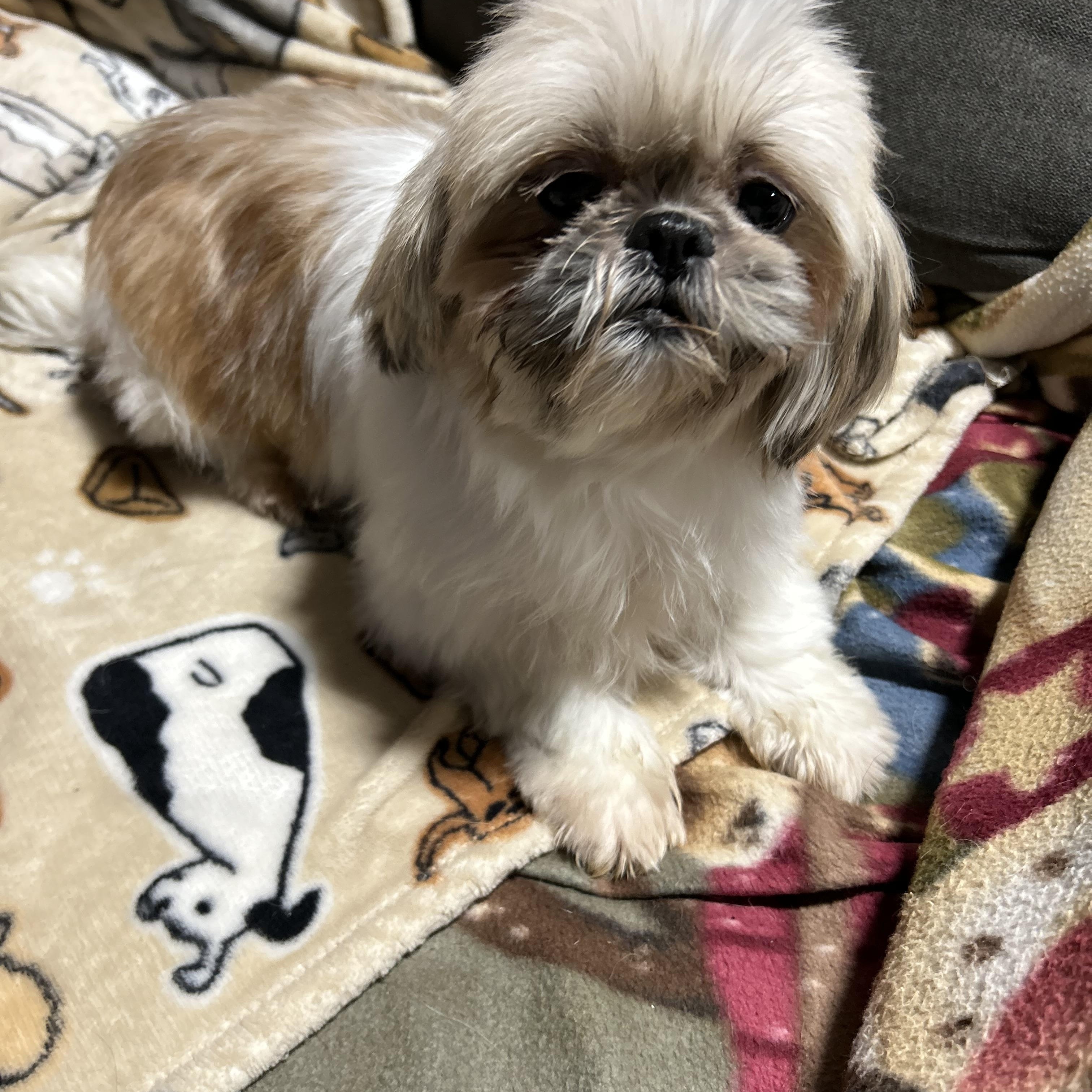 Enlarge Teah , a hold Shih Tzu in Antwerp, OH image 2/4