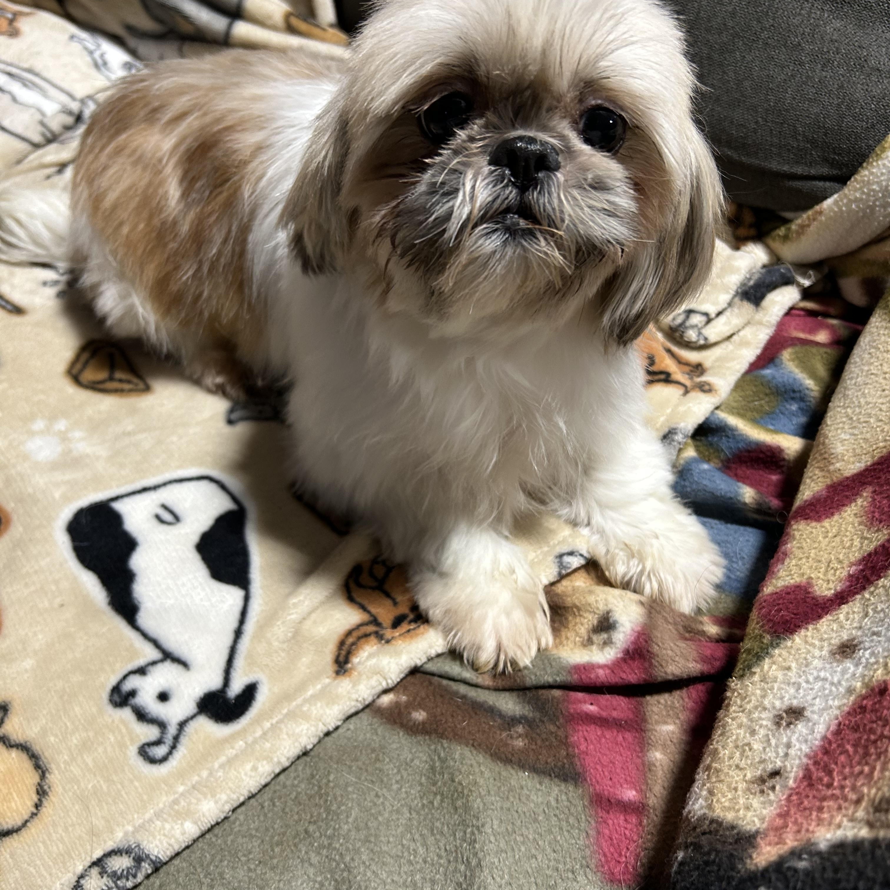 Enlarge Teah , a hold Shih Tzu in Antwerp, OH image 1/4