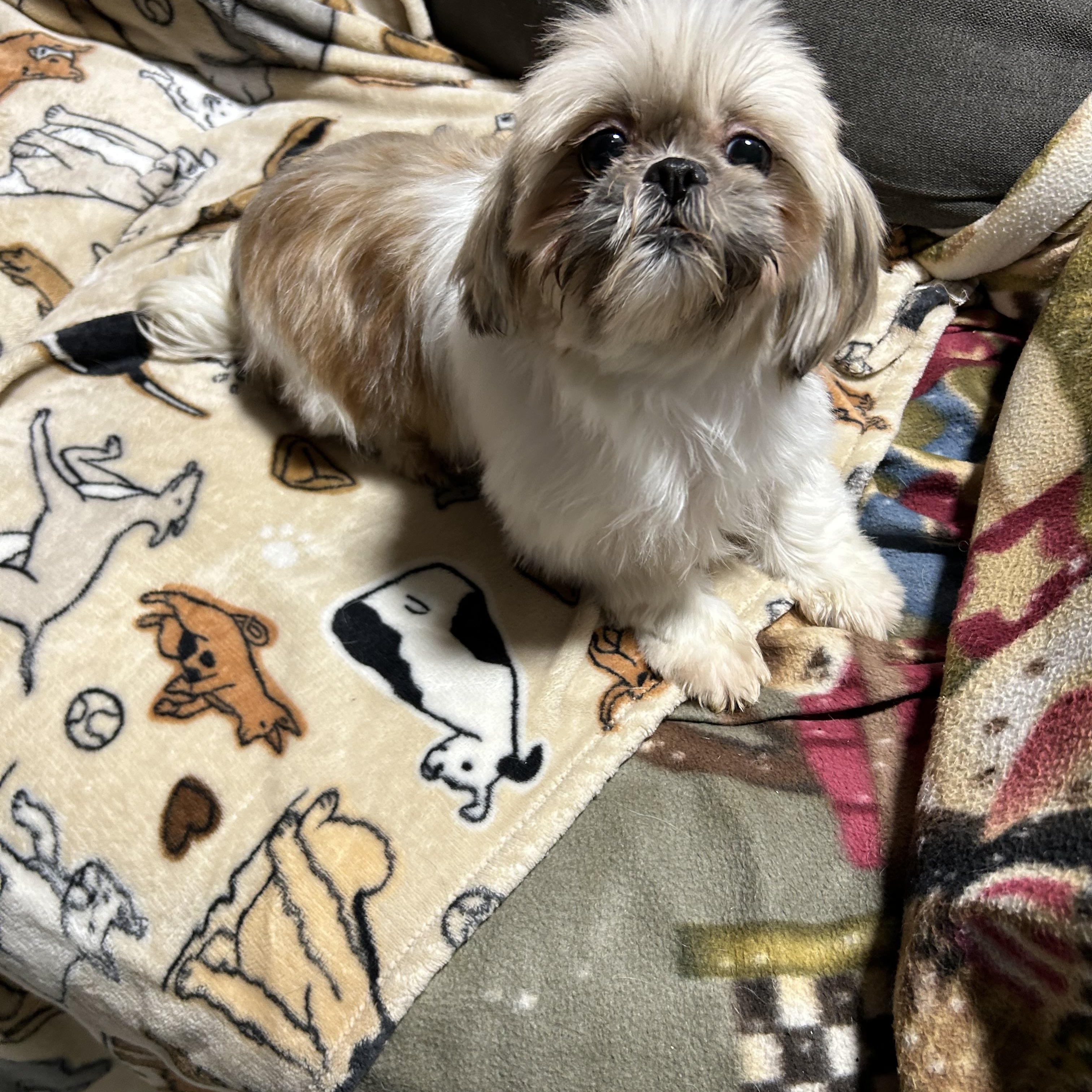 Enlarge Teah , a hold Shih Tzu in Antwerp, OH image 3/4