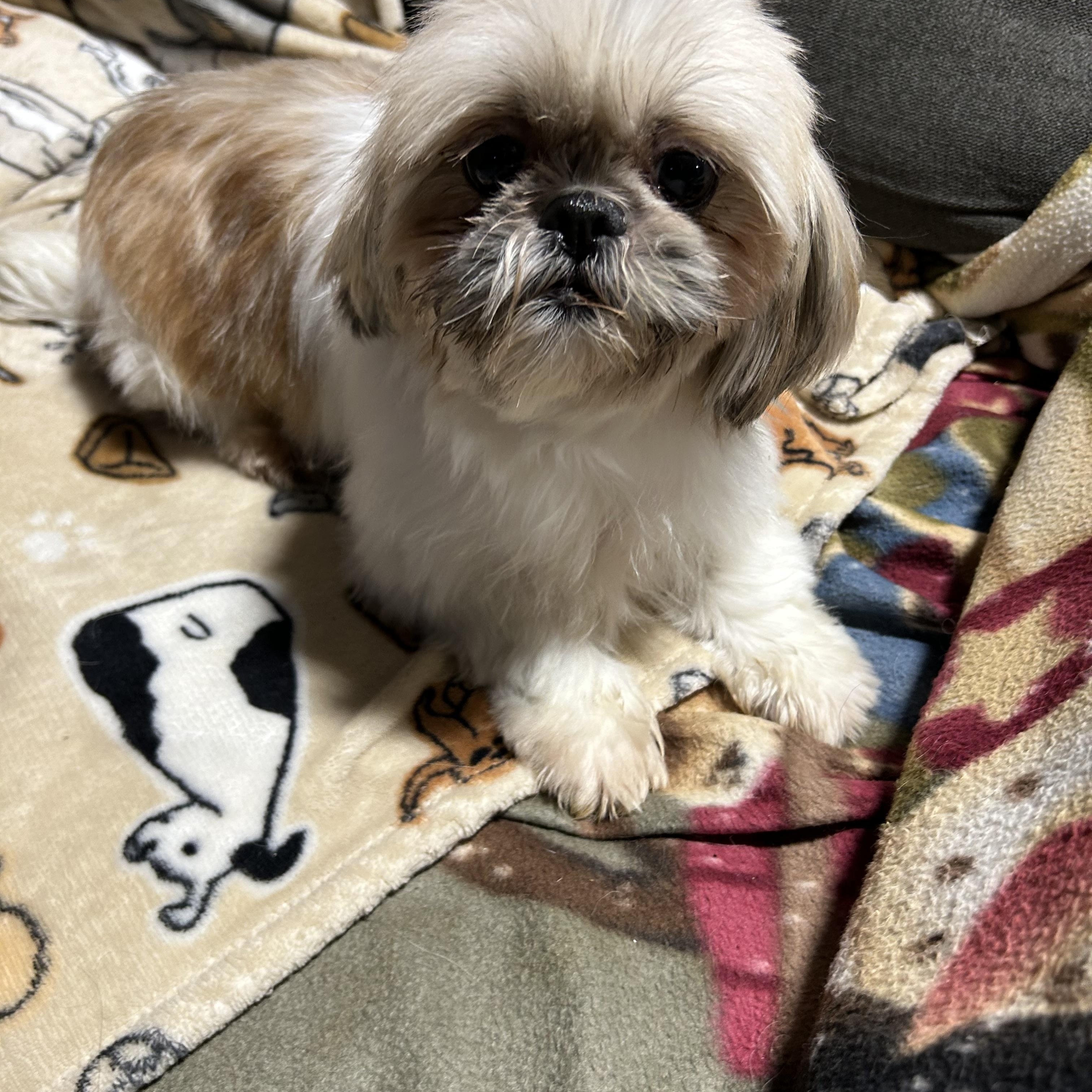 Enlarge Teah , a hold Shih Tzu in Antwerp, OH image 4/4