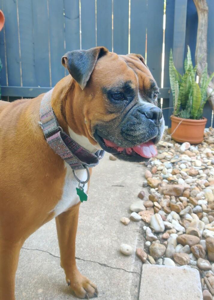 Estrella, a Adoptable Boxer in Hewitt, TX image 1/3