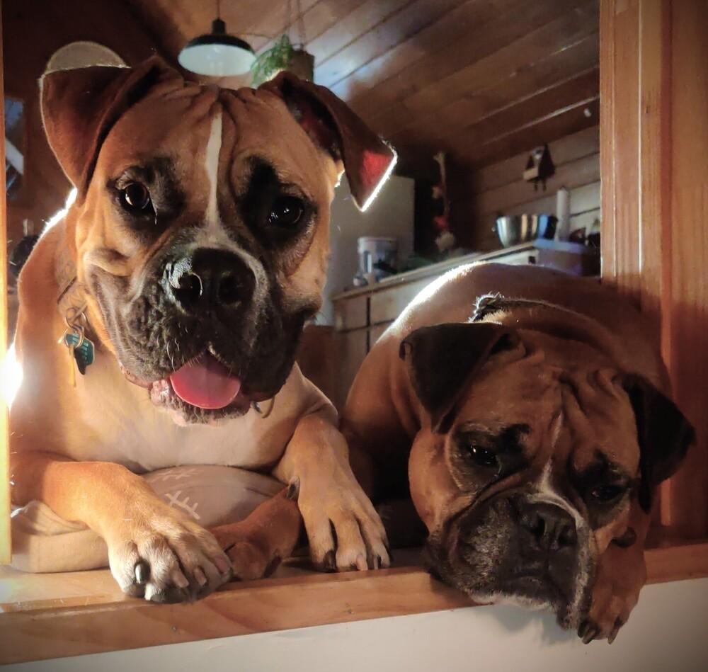 Estrella, a Adoptable Boxer in Hewitt, TX image 2/3