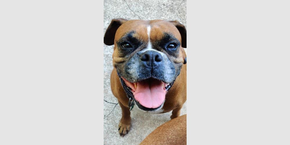 Estrella, a Adoptable Boxer in Hewitt, TX image 3/3