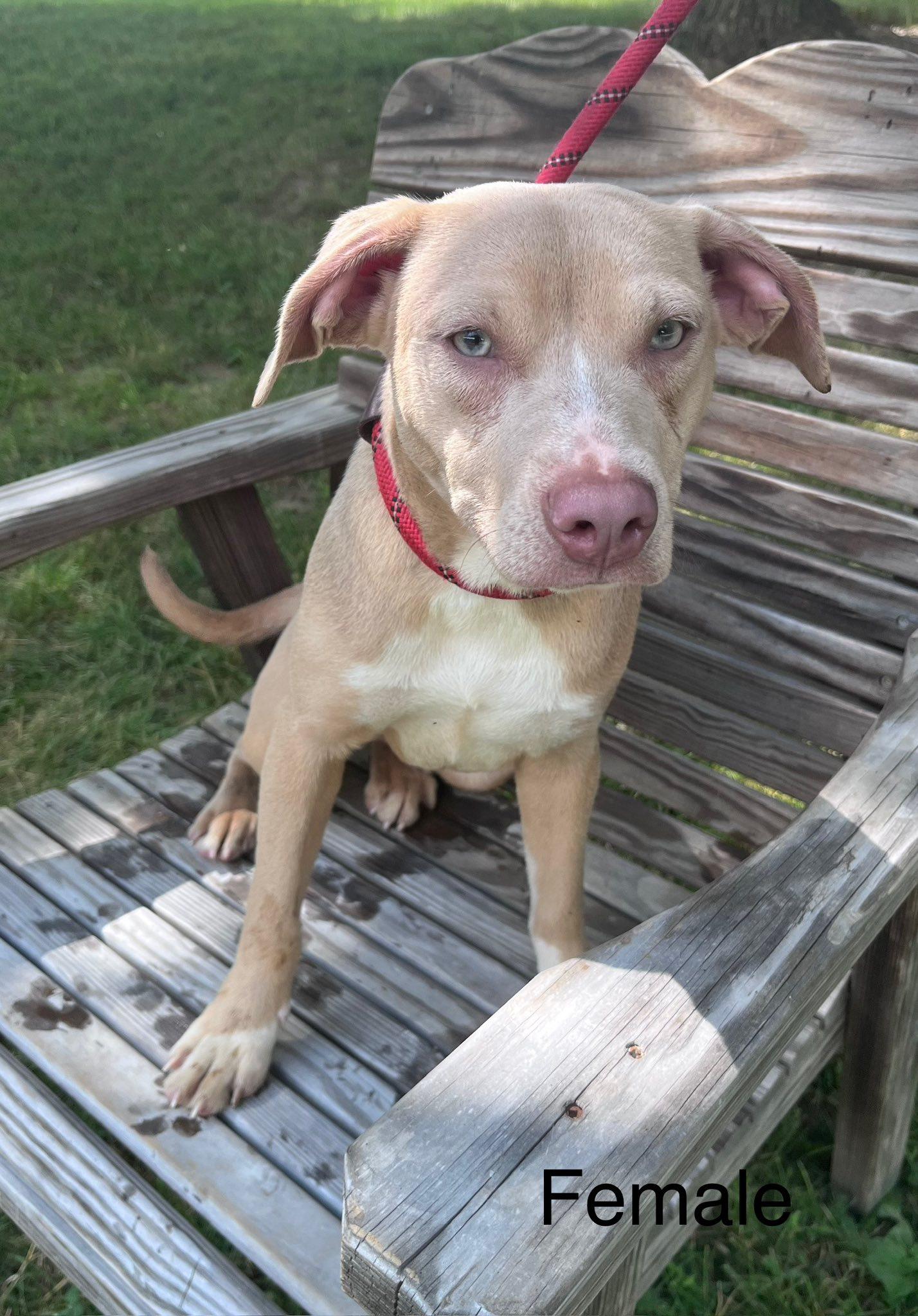 Enlarge Jess, a Adoptable mixed breed in Paris, IL image 1/1