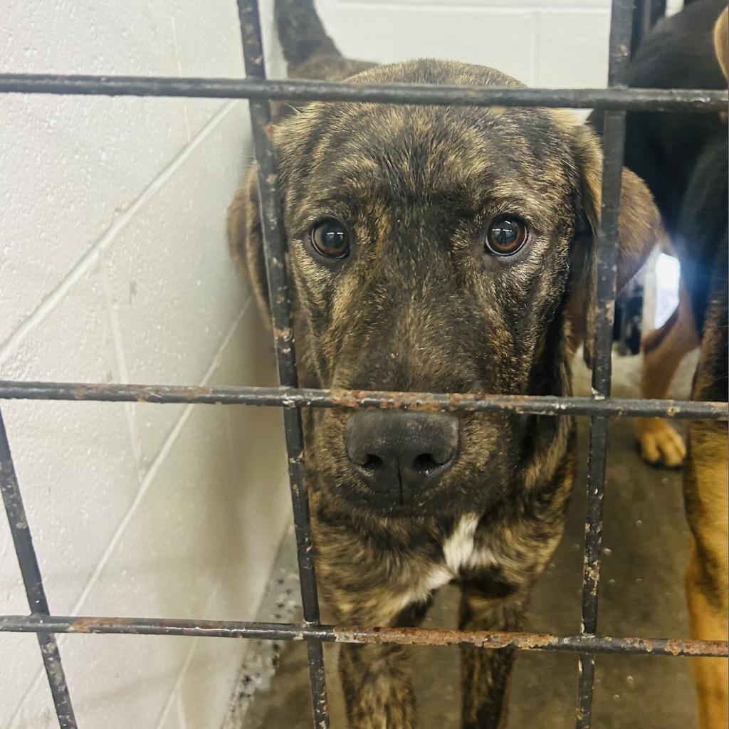 Enlarge Ellie, a Adoptable mixed breed in Evensville, TN image 1/1