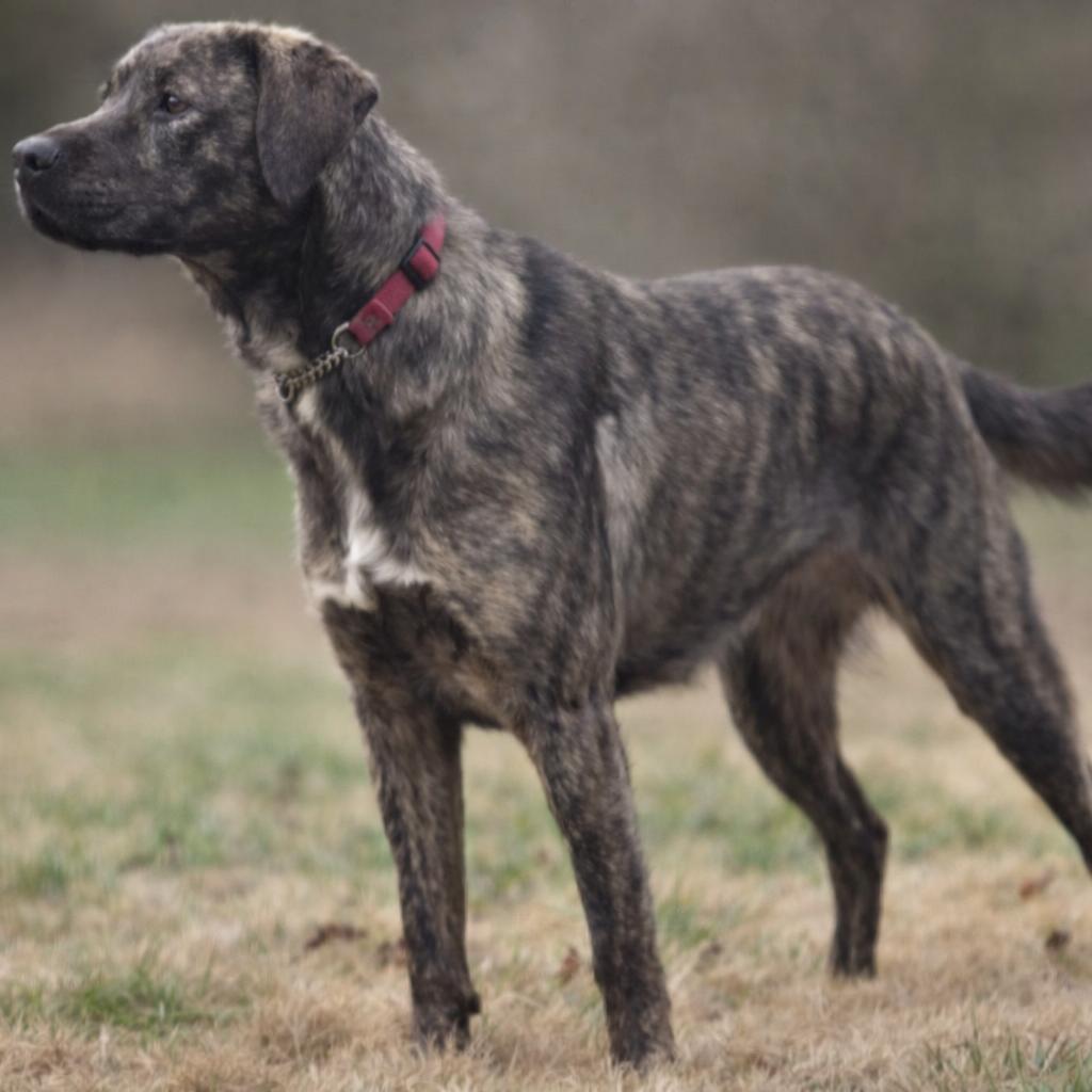 Enlarge Ellie, a Adoptable mixed breed in Evensville, TN image 2/5