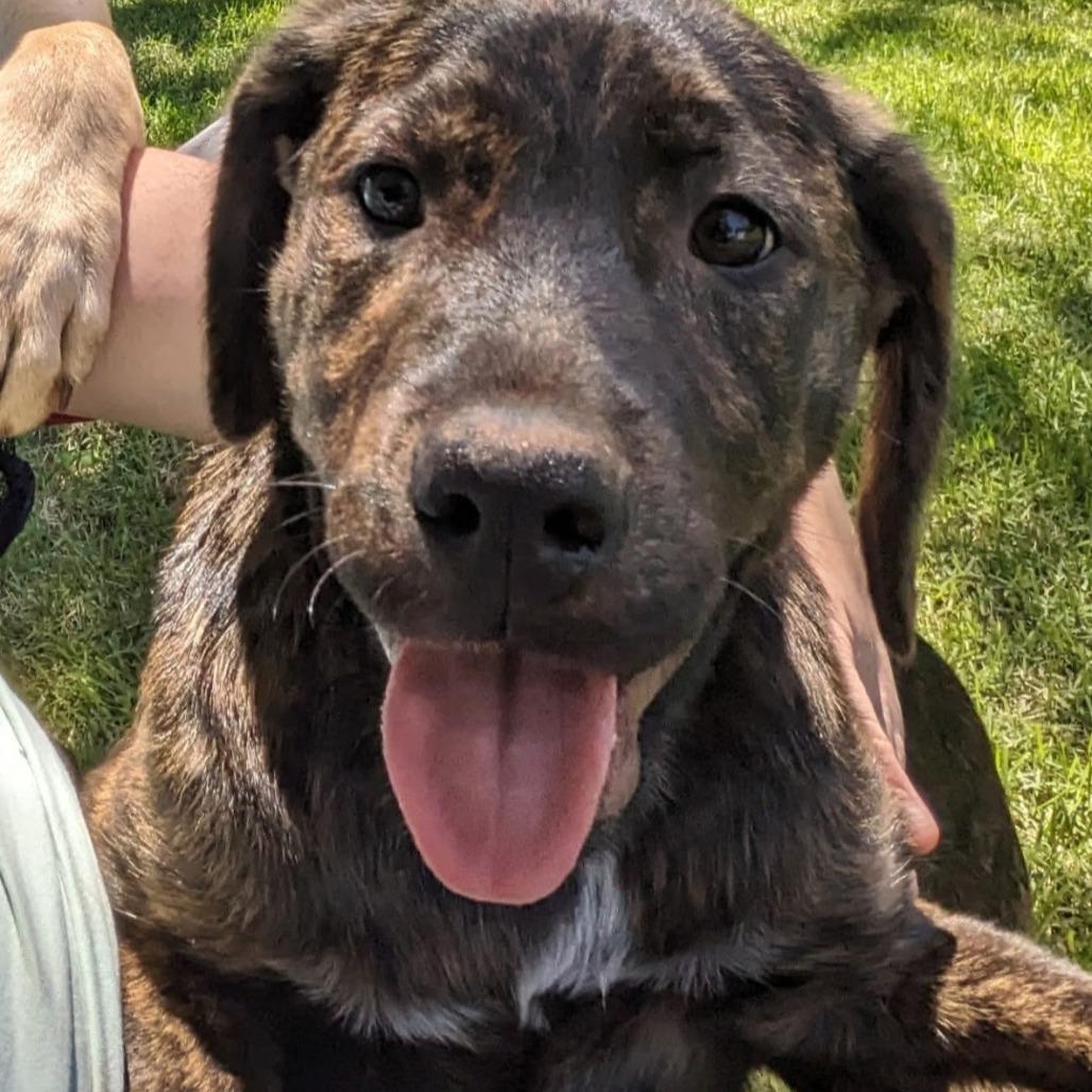 Enlarge Ellie, a Adoptable mixed breed in Evensville, TN image 3/5