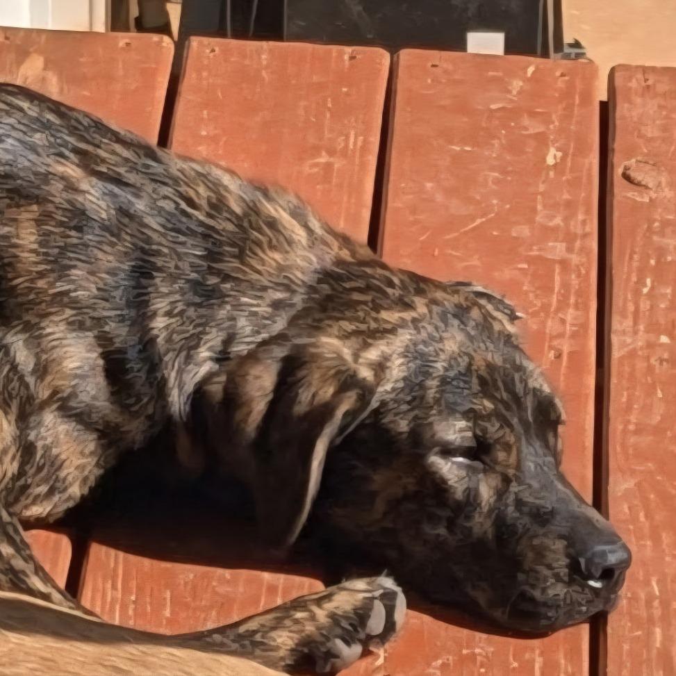 Enlarge Ellie, a Adoptable mixed breed in Evensville, TN image 5/5