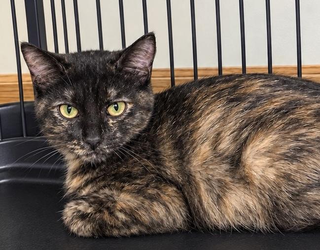 Enlarge Joanie, a Adoptable mixed breed in Belvidere, IL image 2/4