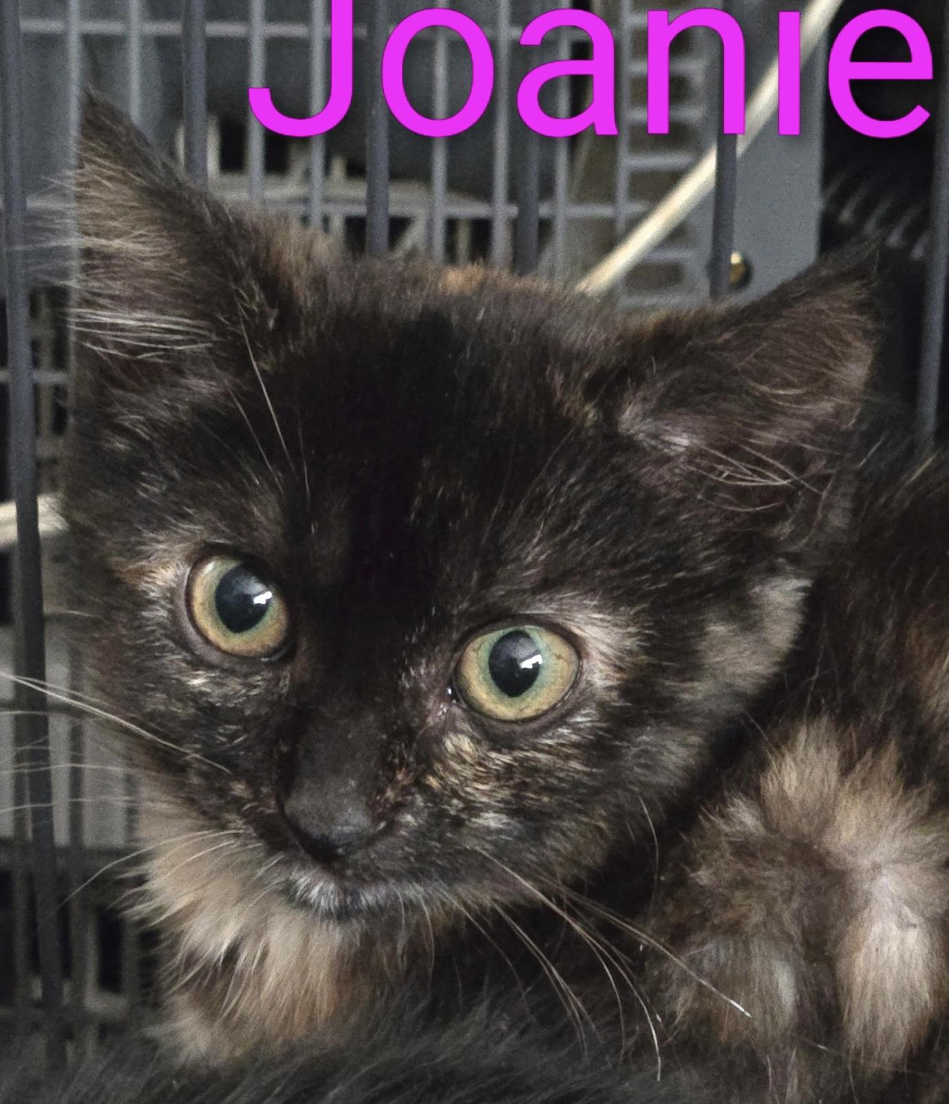 Enlarge Joanie, a Adoptable mixed breed in Belvidere, IL image 3/4