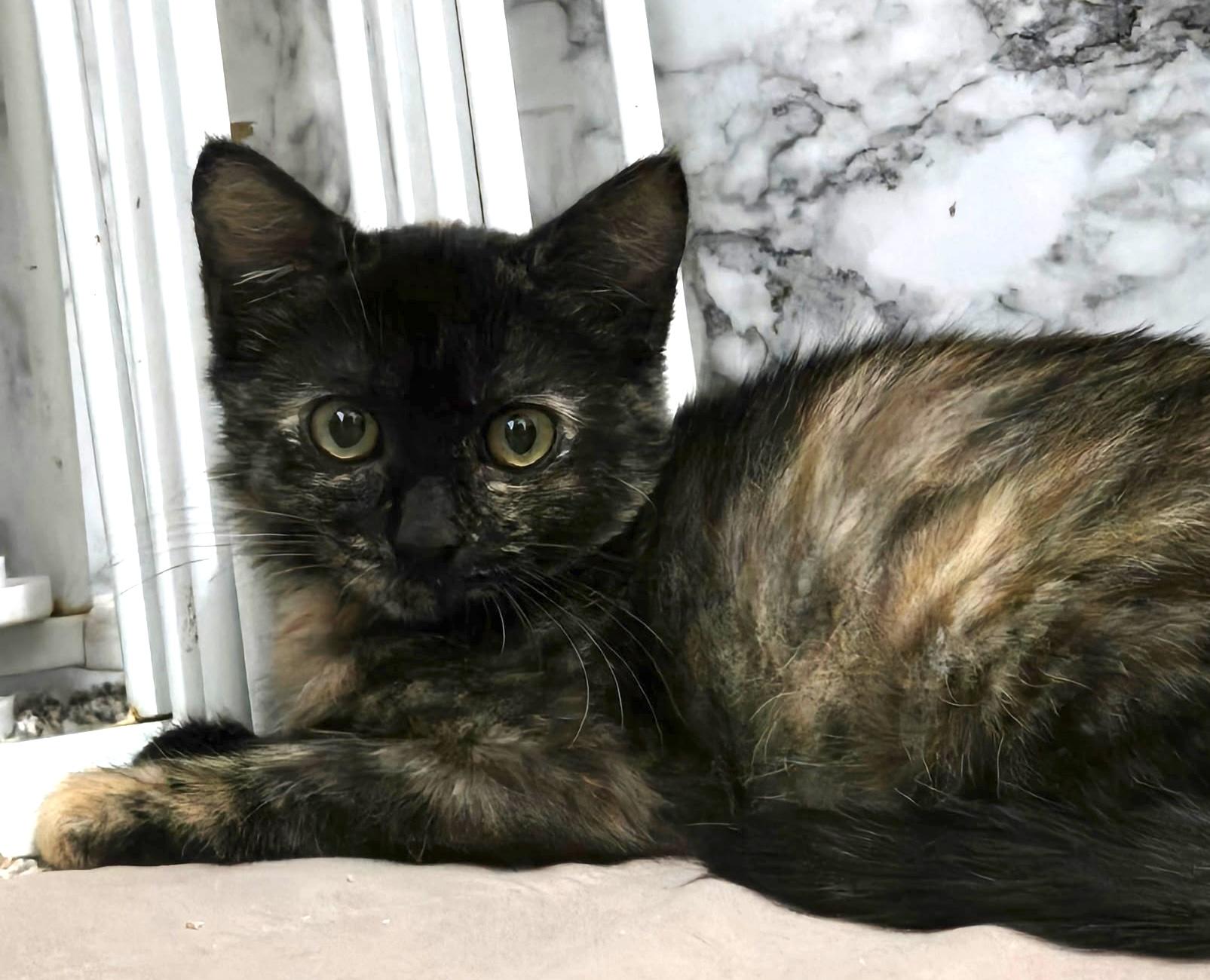 Enlarge Joanie, a Adoptable mixed breed in Belvidere, IL image 1/4