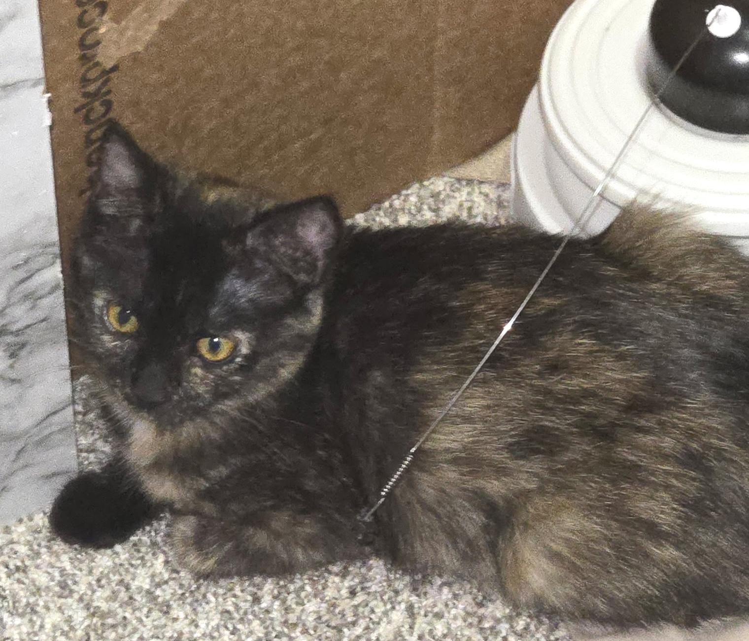Enlarge Joanie, a Adoptable mixed breed in Belvidere, IL image 4/4