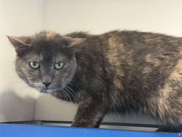 ELLA, Adoptable, Senior Female Domestic Short Hair & Domestic Short Hair.