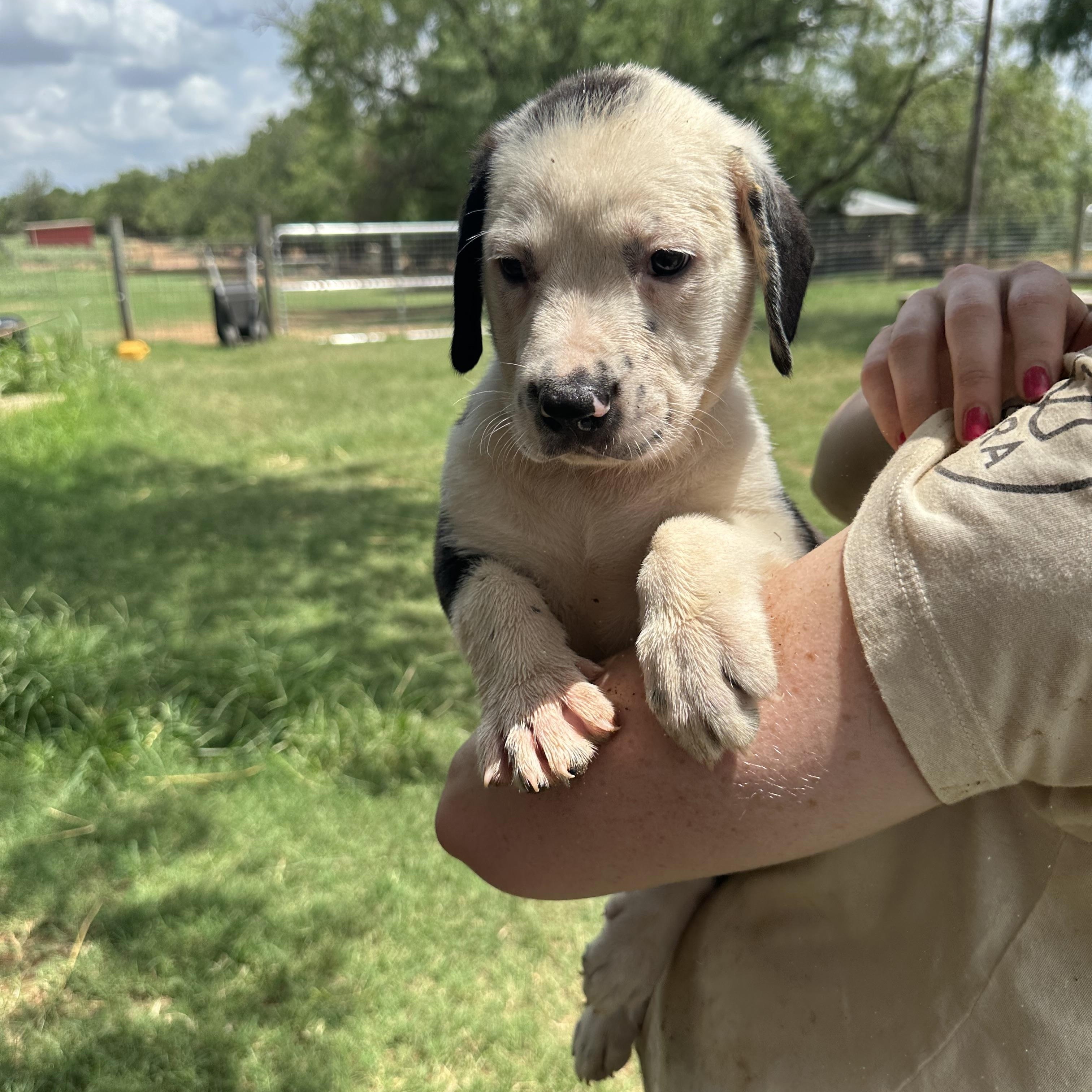 Pippin Mixed Breed Dog