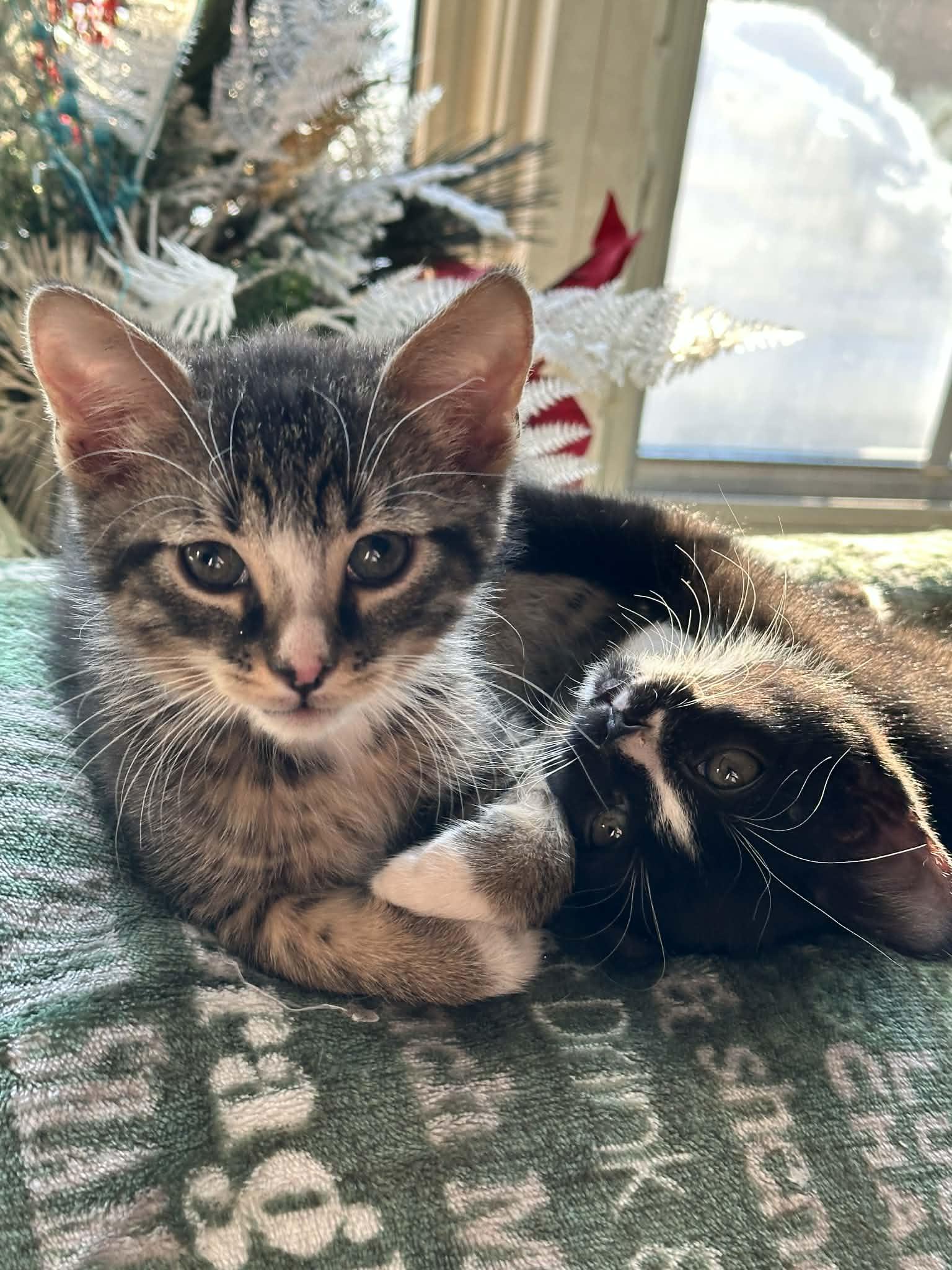 Enlarge Kringle and Noel, a ADOPTABLE Domestic Short Hair in Belchertown, MA image 3/3