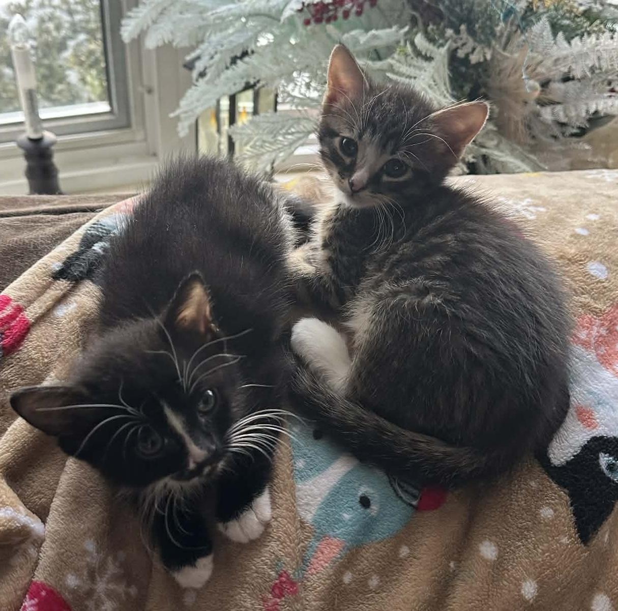 Enlarge Kringle and Noel, a ADOPTABLE Domestic Short Hair in Belchertown, MA image 2/3