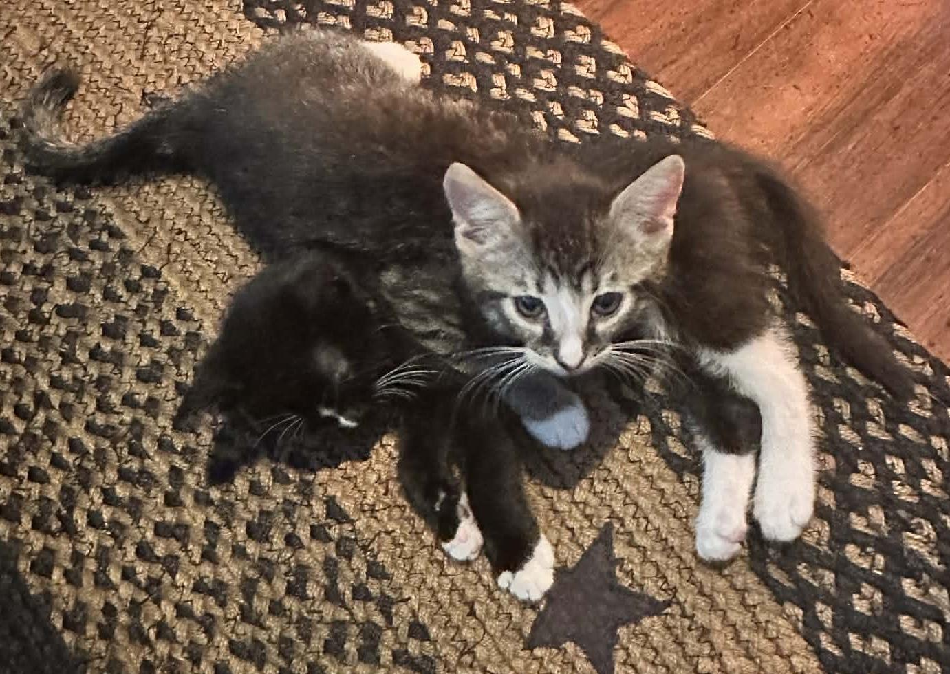 Enlarge Kringle and Noel, a ADOPTABLE Domestic Short Hair in Belchertown, MA image 1/3