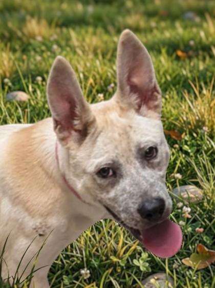 Enlarge Honey, a Adoptable mixed breed in Baraboo, WI image 1/3