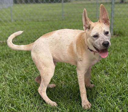 Enlarge Honey, a Adoptable mixed breed in Baraboo, WI image 2/3