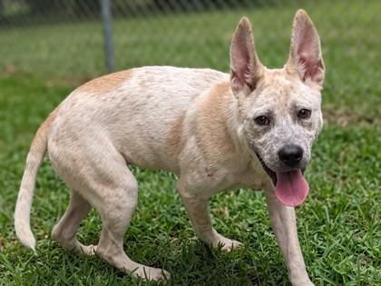 Enlarge Honey, a Adoptable mixed breed in Baraboo, WI image 3/3