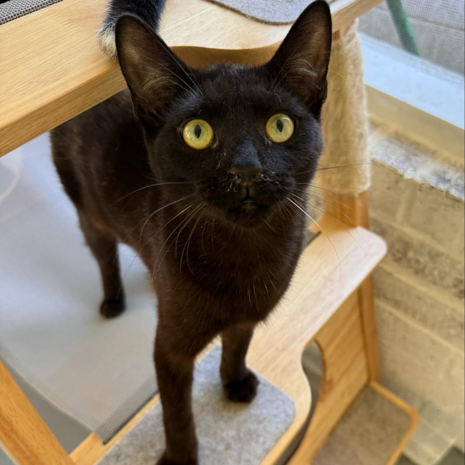 Enlarge PAUL, a Adoptable Domestic Short Hair in Flint, TX image 1/1