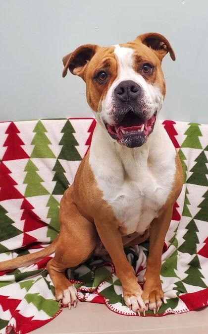 Enlarge Lola (6908), a Adoptable mixed breed in Lake City, MI image 1/1