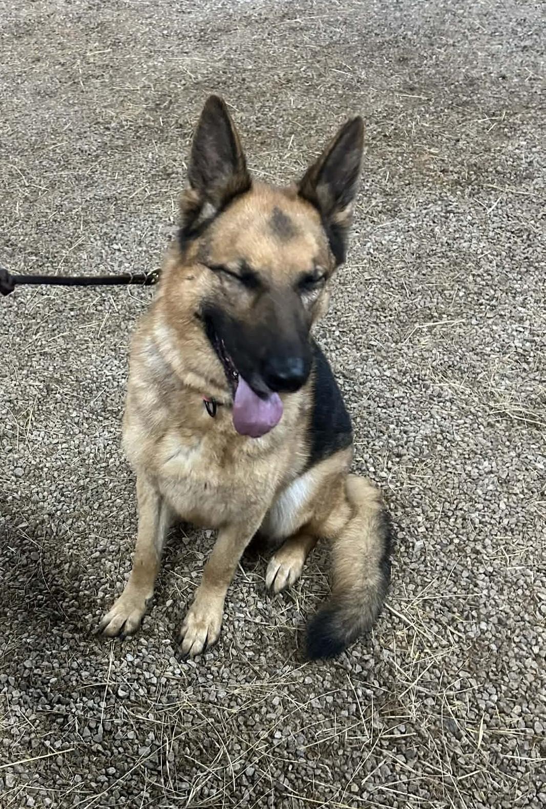 Enlarge Bella, a ADOPTABLE German Shepherd Dog in Winchester, KY image 5/5