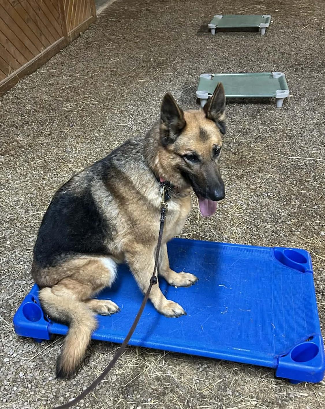 Enlarge Bella, a ADOPTABLE German Shepherd Dog in Winchester, KY image 3/5