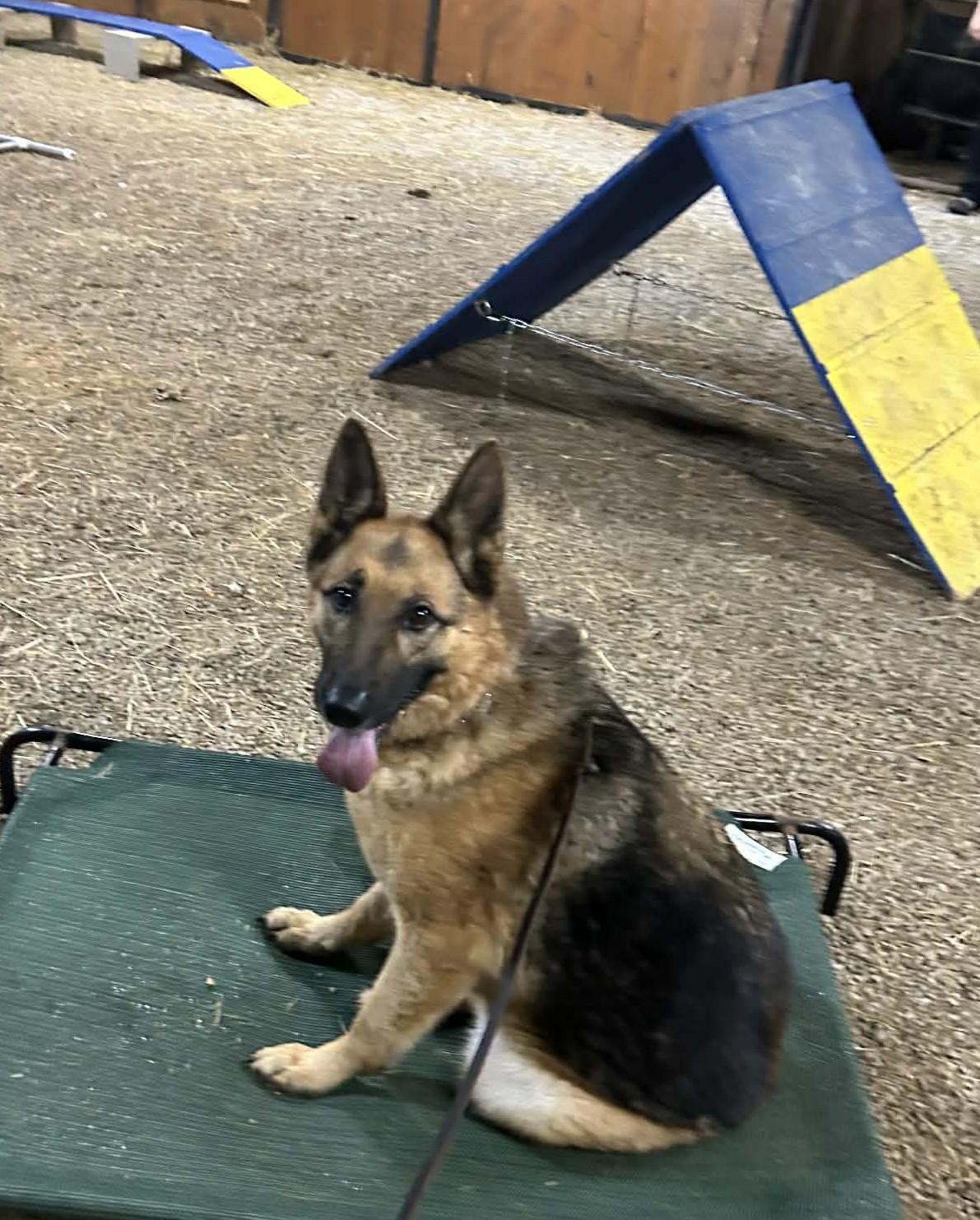 Enlarge Bella, a ADOPTABLE German Shepherd Dog in Winchester, KY image 4/5